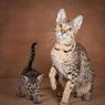 savannah kittens for sale